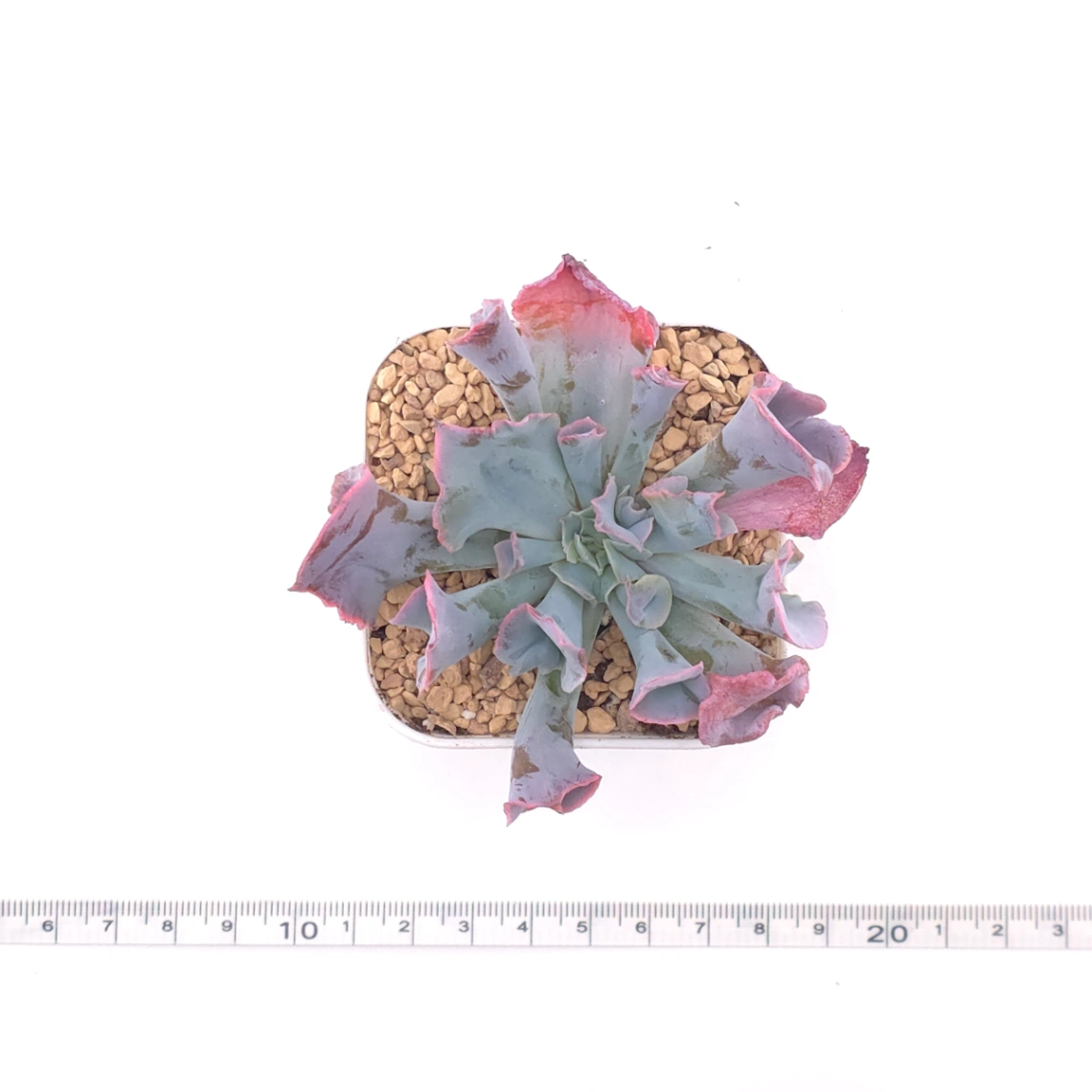 Echeveria ‘Magic Flute’ / ‘Trumpet Pinky’ | 魔笛 thumbnail 4