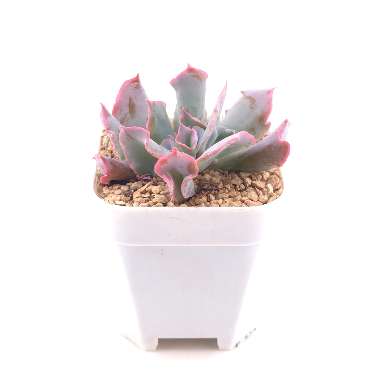 Echeveria ‘Magic Flute’ / ‘Trumpet Pinky’ | 魔笛 thumbnail 3