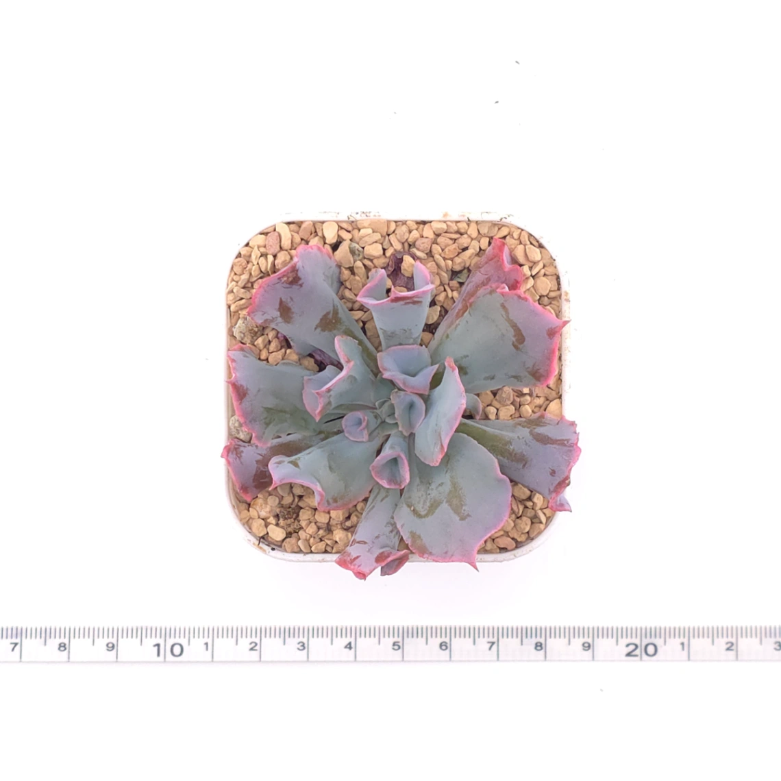 Echeveria ‘Magic Flute’ / ‘Trumpet Pinky’ | 魔笛 thumbnail 4