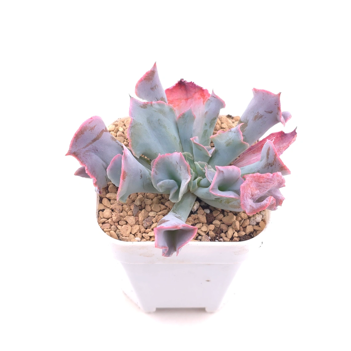 Echeveria ‘Magic Flute’ / ‘Trumpet Pinky’ | 魔笛 thumbnail 2