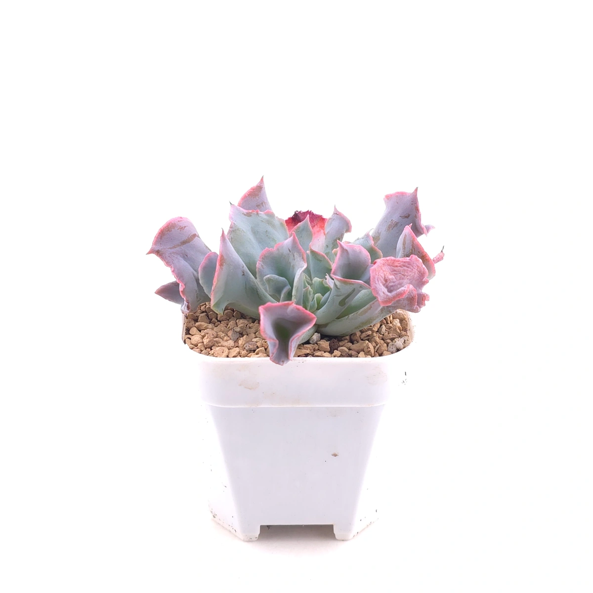 Echeveria ‘Magic Flute’ / ‘Trumpet Pinky’ | 魔笛 thumbnail 3