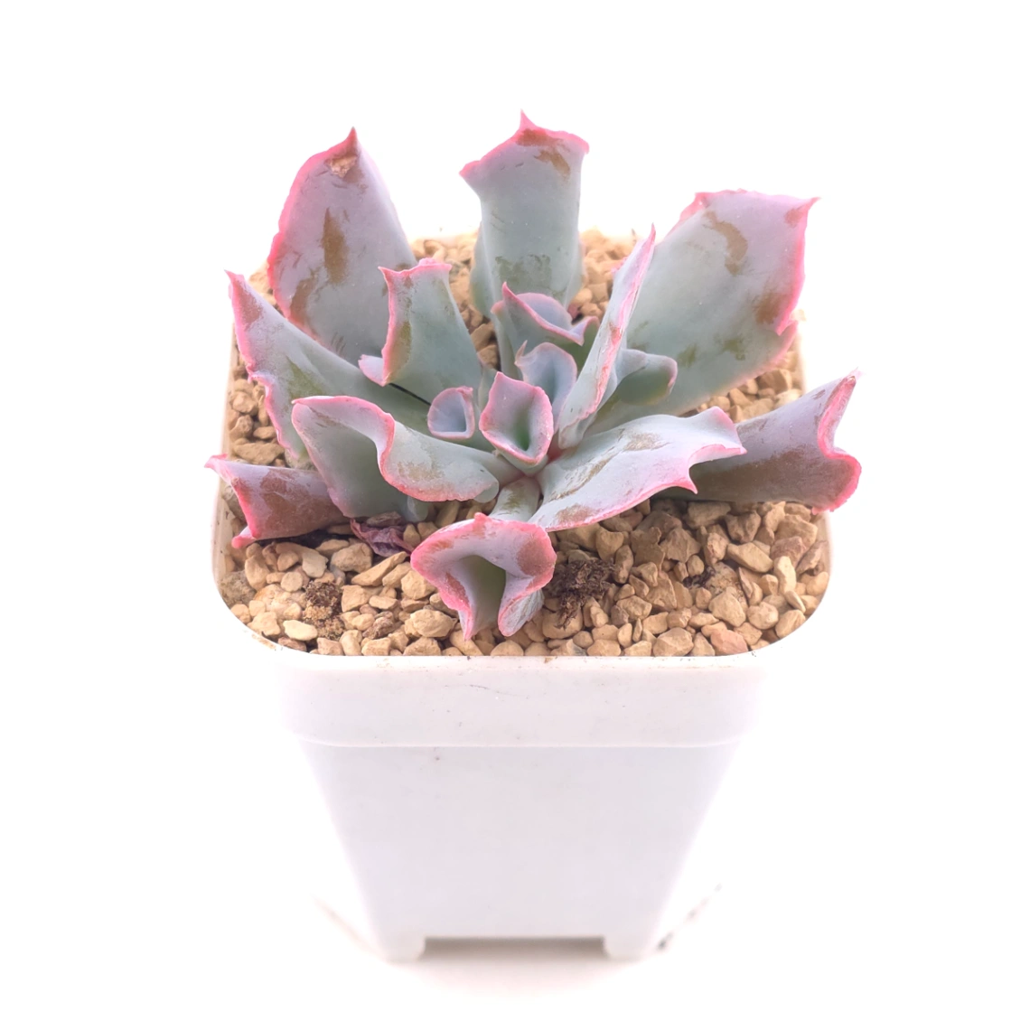 Echeveria ‘Magic Flute’ / ‘Trumpet Pinky’ | 魔笛 - alternate view