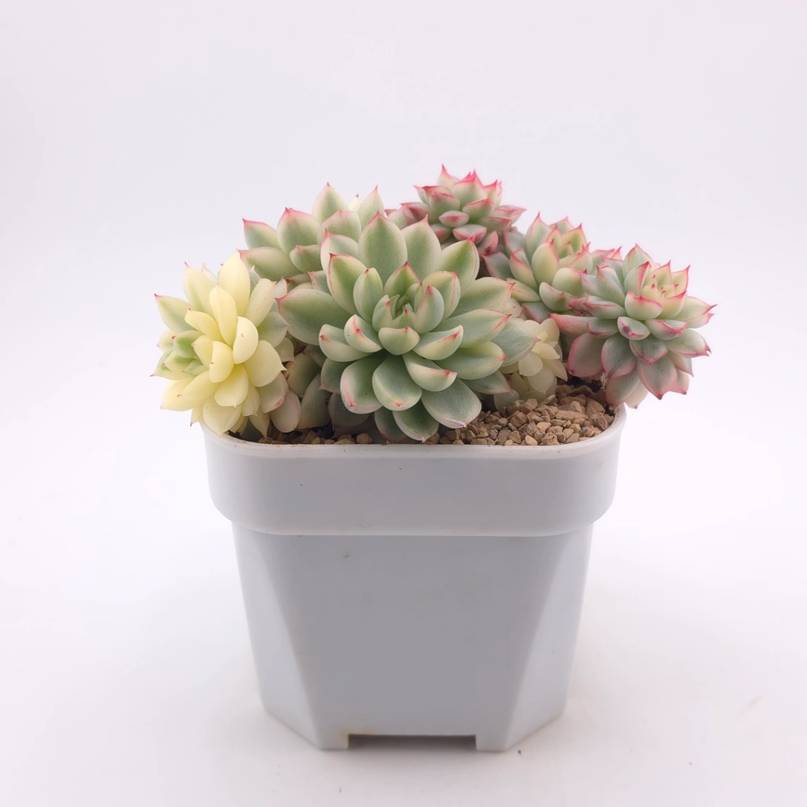 Echeveria ‘Mebina’ variegated clustering | 女雛錦群 thumbnail 3