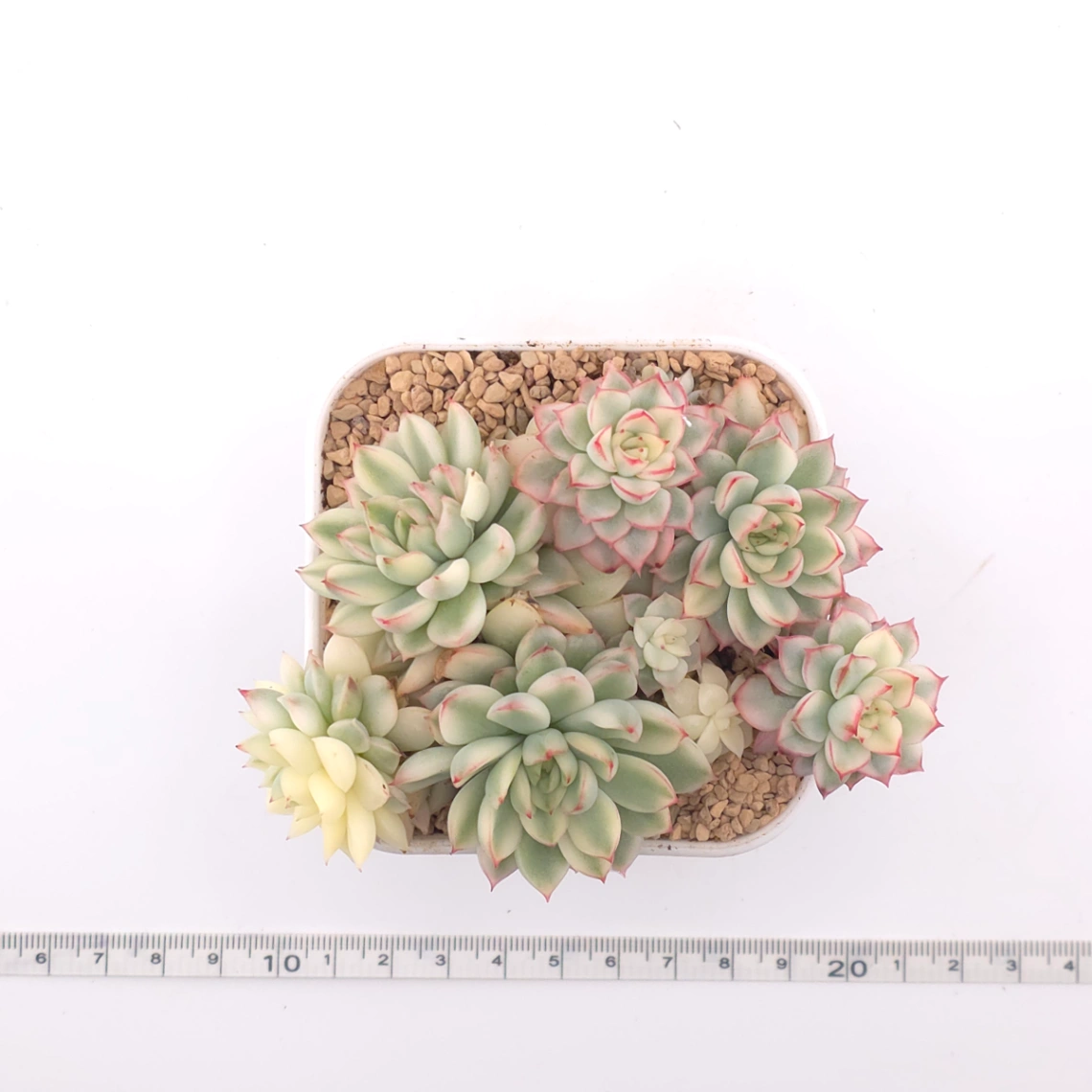 Echeveria ‘Mebina’ variegated clustering | 女雛錦群 thumbnail 4