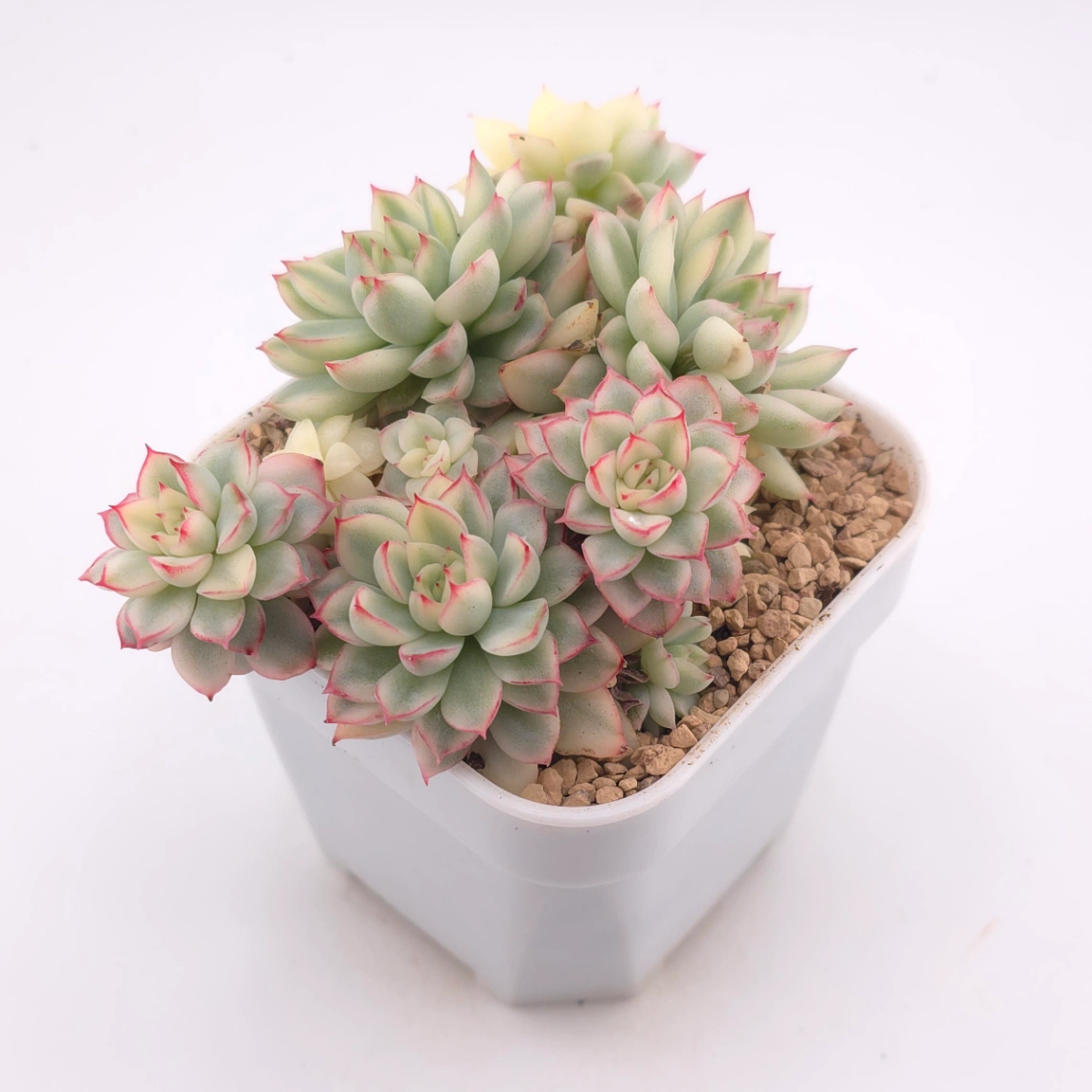 Echeveria ‘Mebina’ variegated clustering | 女雛錦群 - alternate view