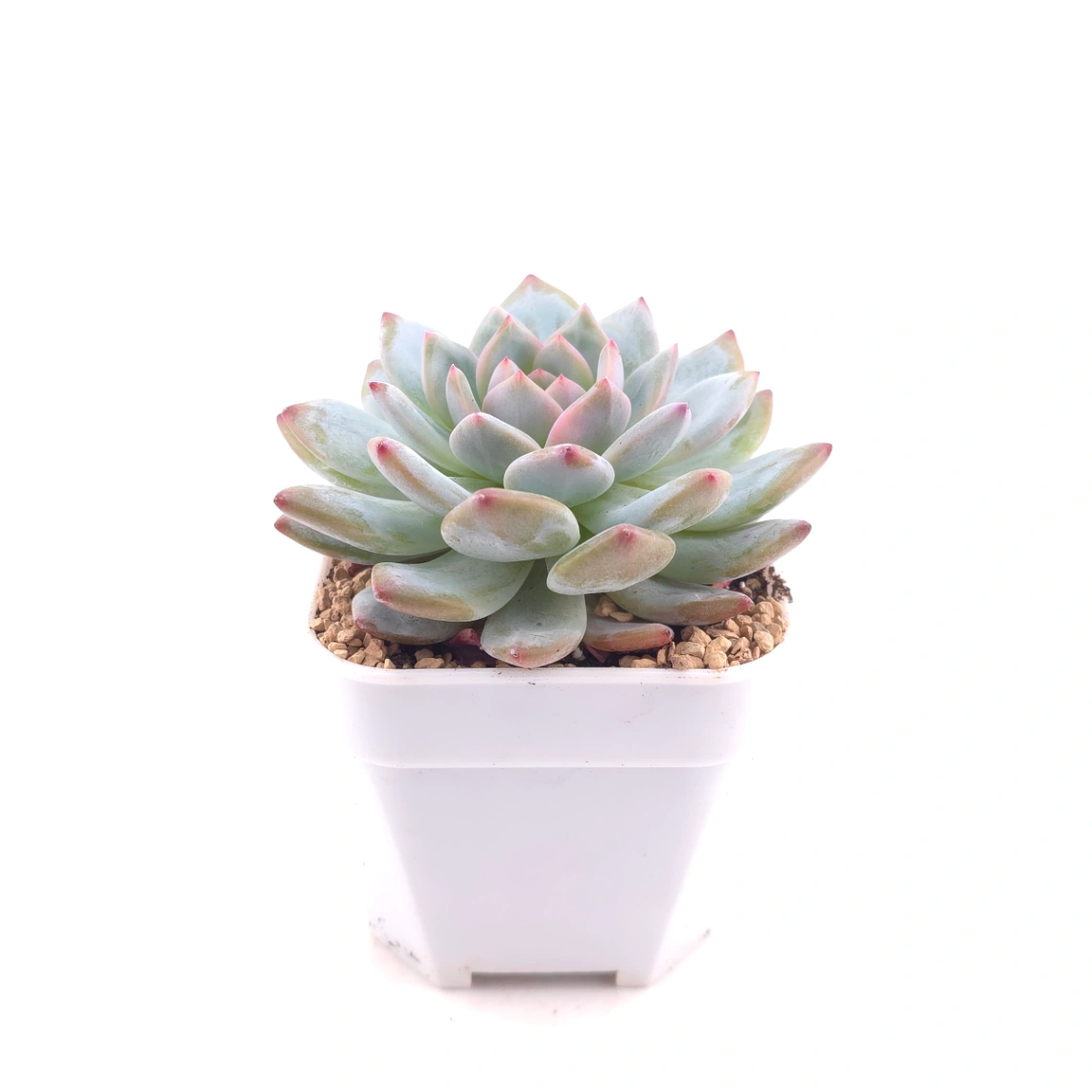 Echeveria ‘Monroe’ | 夢露 thumbnail 3