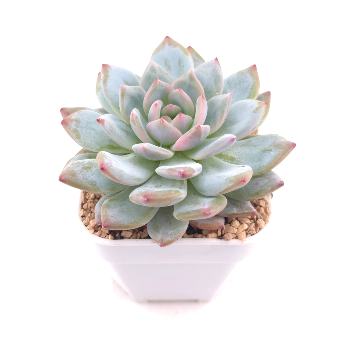 Echeveria ‘Monroe’ | 夢露 thumbnail 2