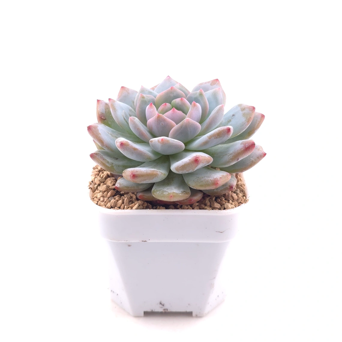 Echeveria ‘Monroe’ | 夢露 thumbnail 3