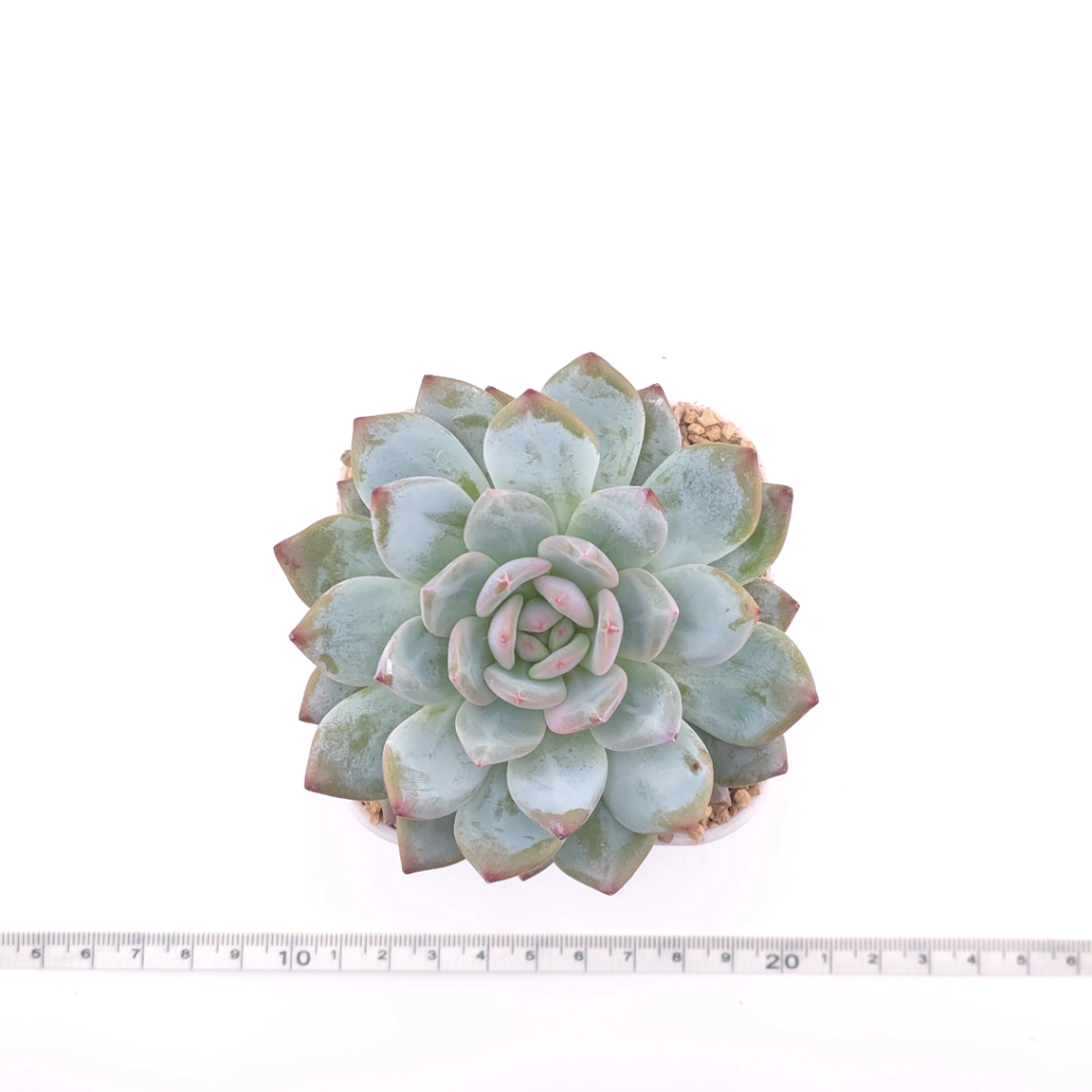Echeveria ‘Monroe’ | 夢露 thumbnail 4