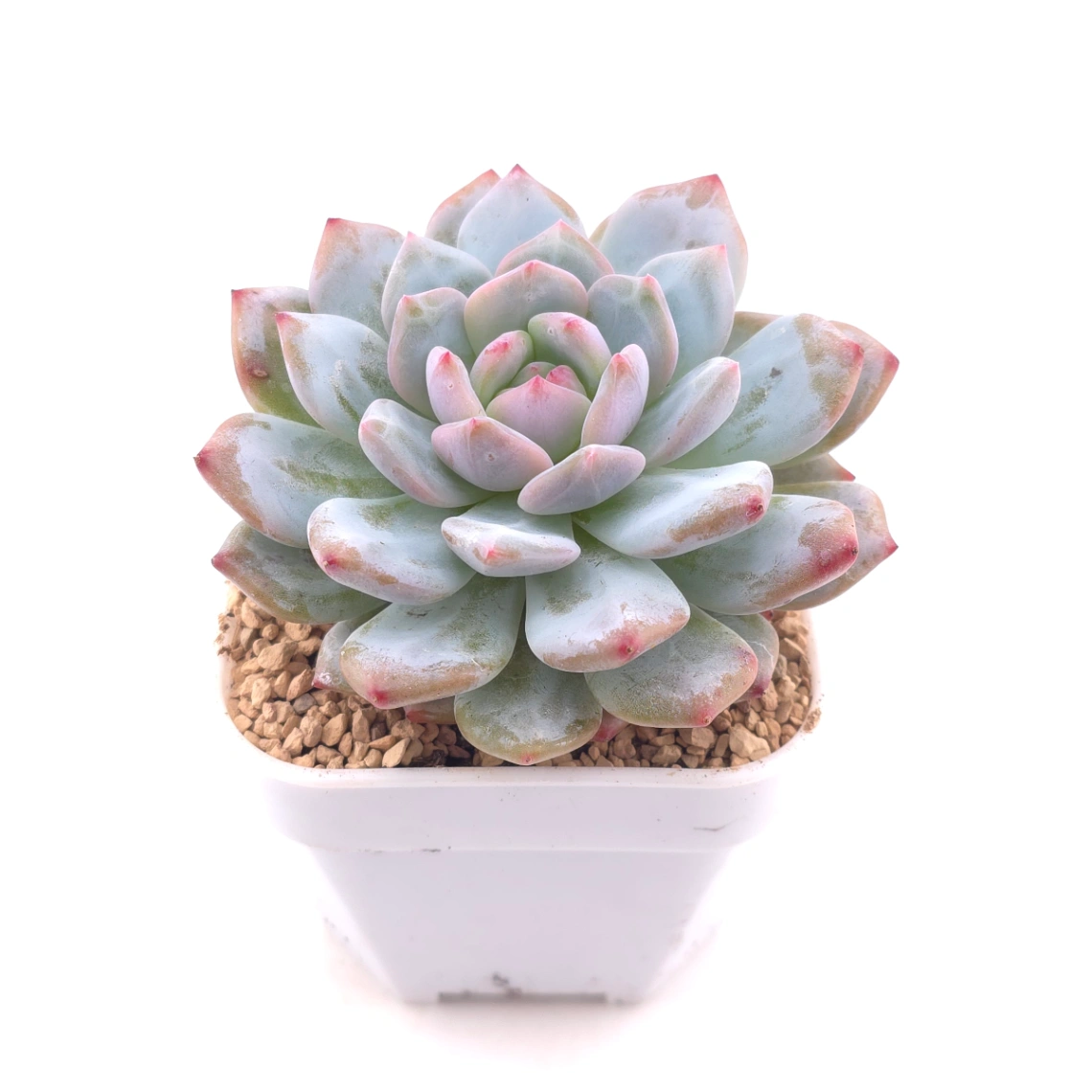 Echeveria ‘Monroe’ | 夢露 thumbnail 2