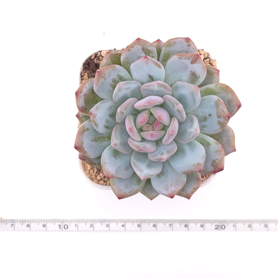 Echeveria ‘Monroe’ | 夢露 thumbnail 4
