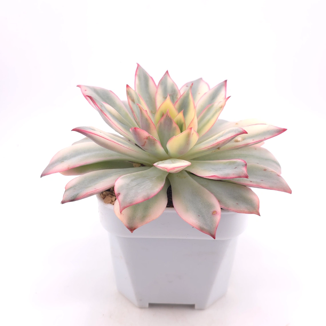 Echeveria ‘Moon Goddess’ Variegated | 月光女神錦 thumbnail 3