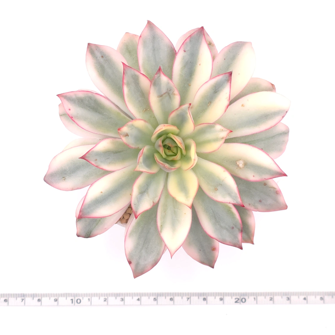 Echeveria ‘Moon Goddess’ Variegated | 月光女神錦 thumbnail 4