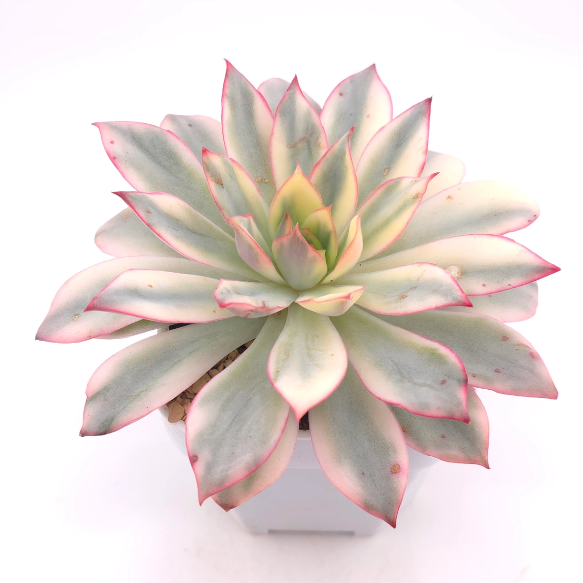 Echeveria ‘Moon Goddess’ Variegated | 月光女神錦 thumbnail 2