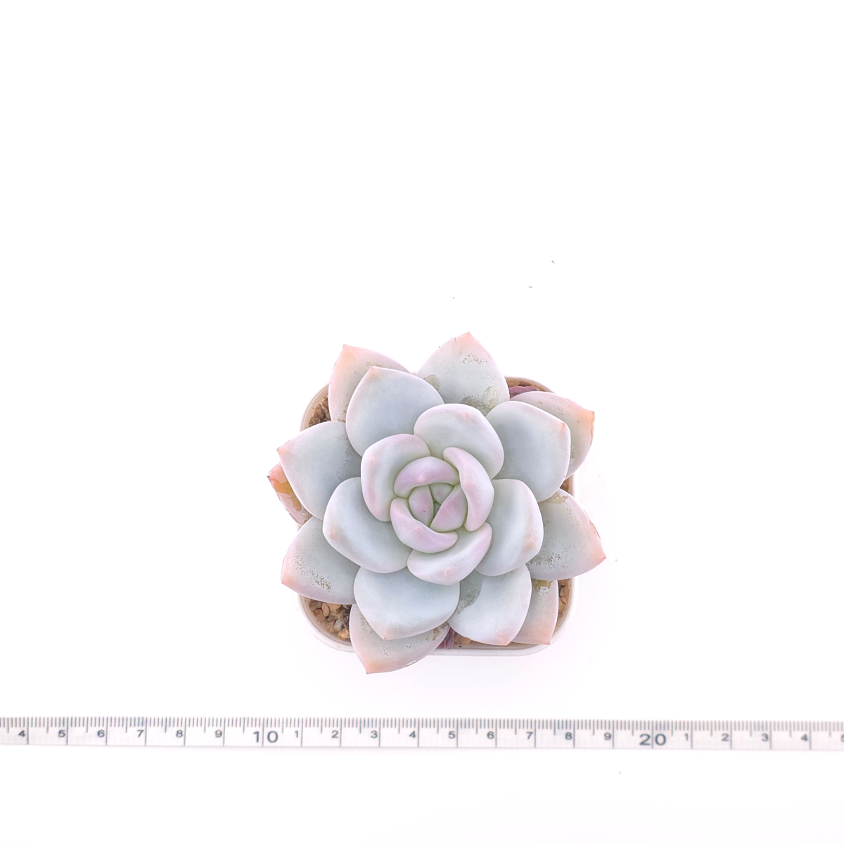 Echeveria ‘Sang-A’ | 嫦娥 thumbnail 4