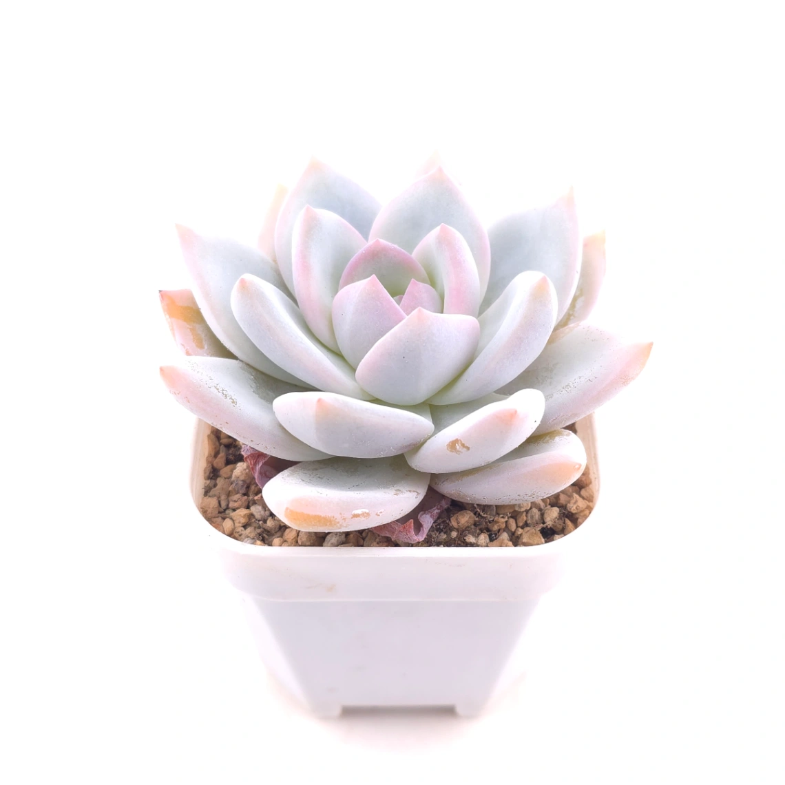 Echeveria ‘Sang-A’ | 嫦娥 thumbnail 2