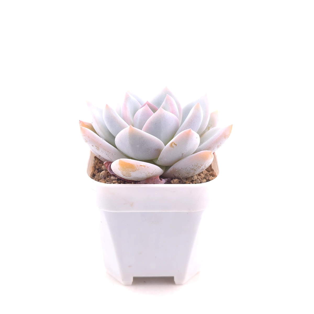 Echeveria ‘Sang-A’ | 嫦娥 thumbnail 3