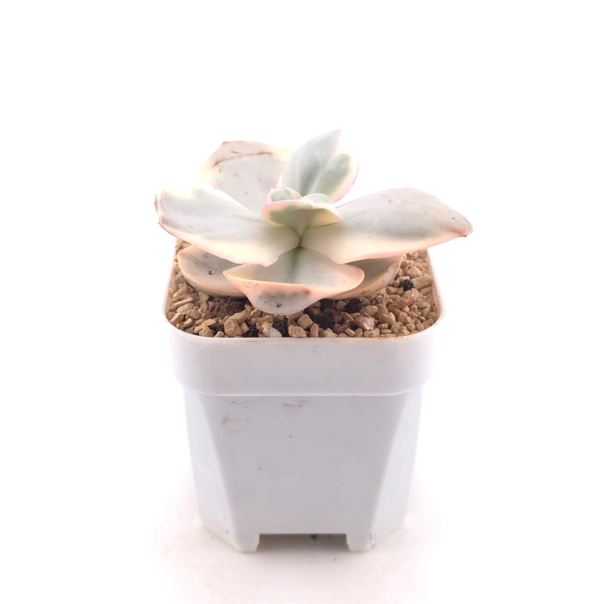 Echeveria 'Suyon' variegated | 初吻 thumbnail 3