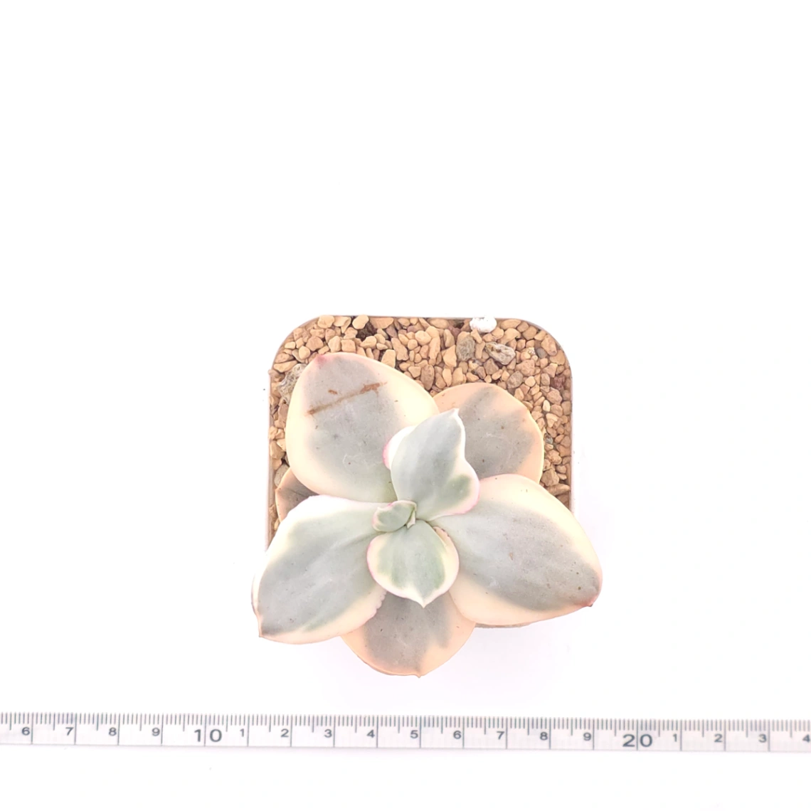 Echeveria 'Suyon' variegated | 初吻 thumbnail 4