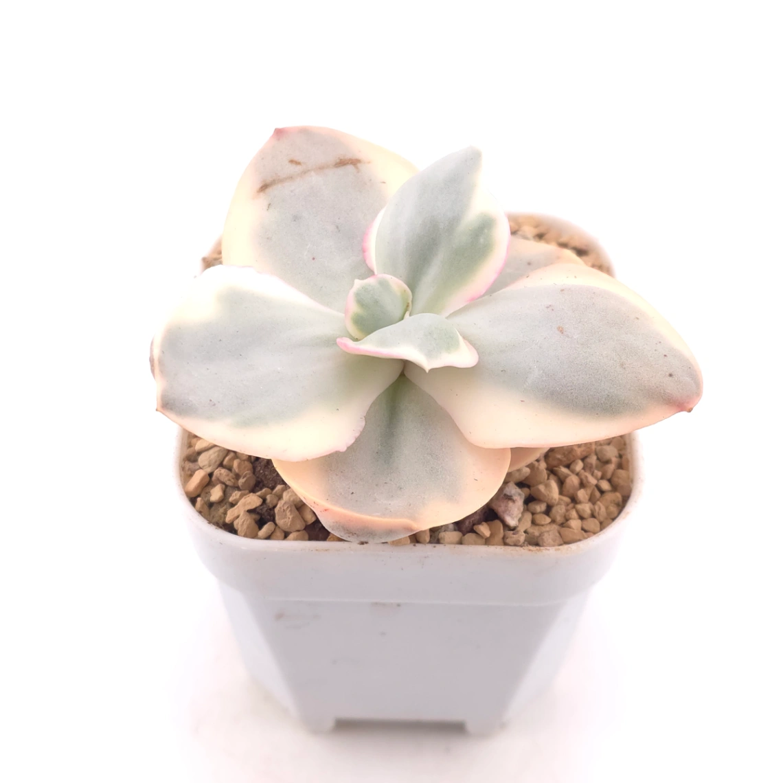 Echeveria 'Suyon' variegated | 初吻 - alternate view