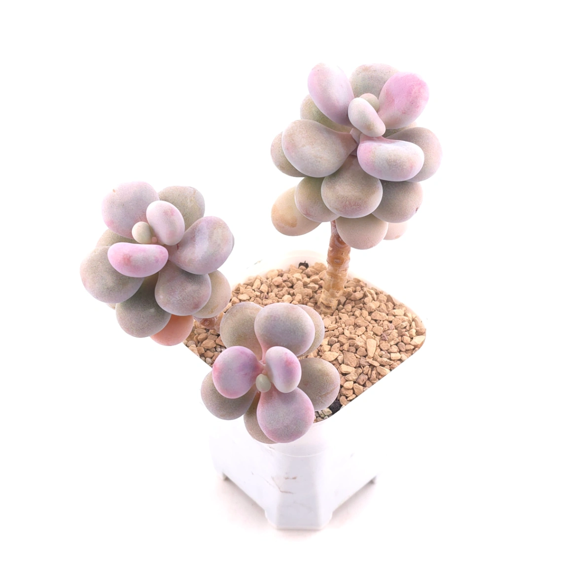 Graptopetalum amethystinum ‘Lavender Pebbles / Pink Moonstone’ | 桃蛋 thumbnail 2