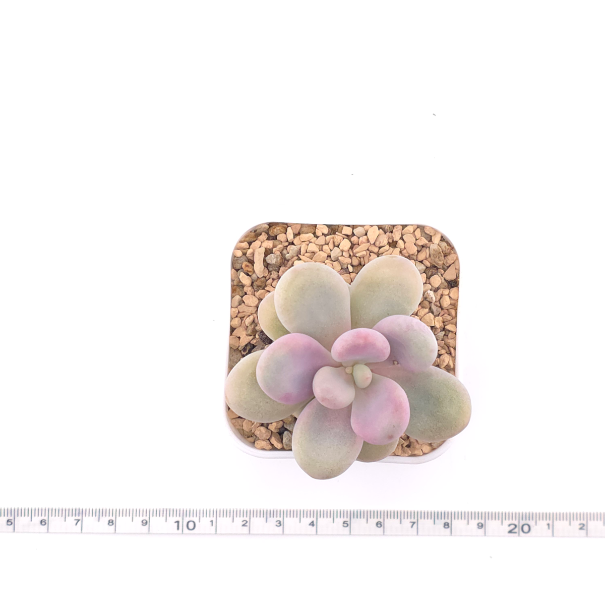 Graptopetalum amethystinum ‘Lavender Pebbles / Pink Moonstone’ | 桃蛋 thumbnail 4