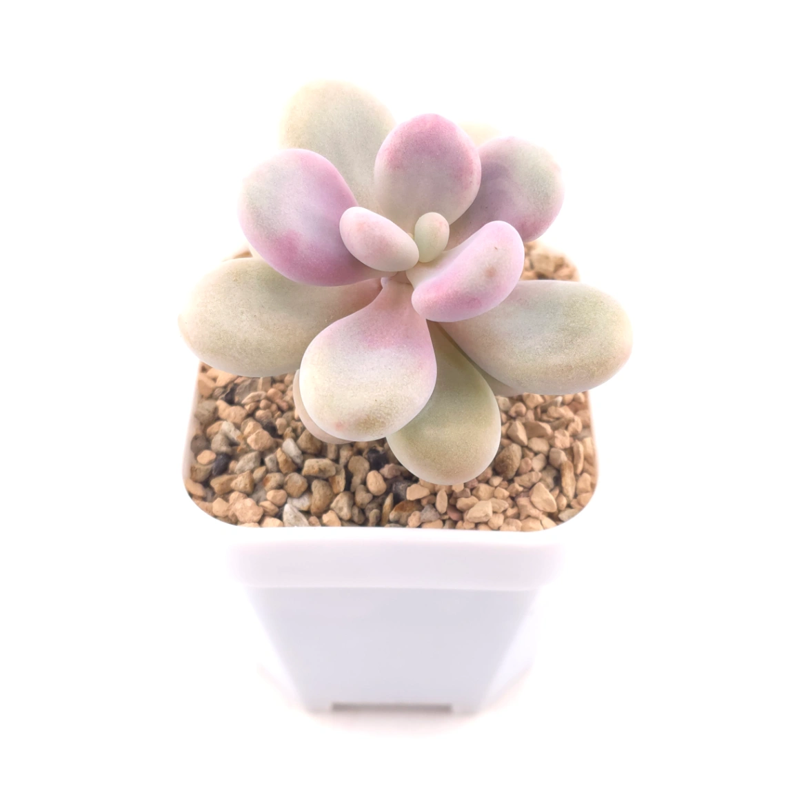Graptopetalum amethystinum ‘Lavender Pebbles / Pink Moonstone’ | 桃蛋 thumbnail 2