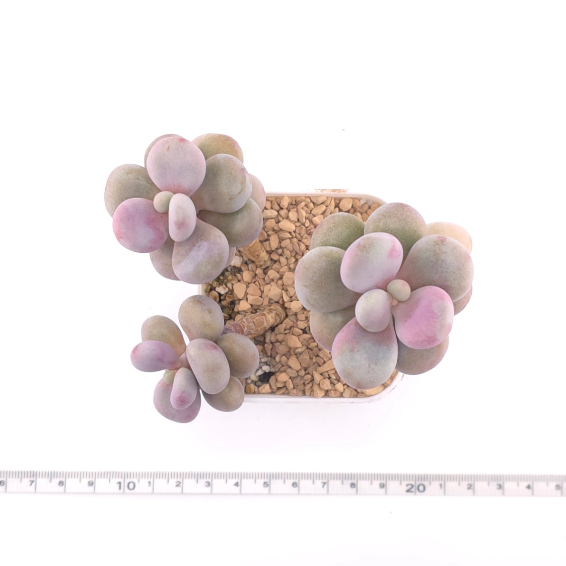 Graptopetalum amethystinum ‘Lavender Pebbles / Pink Moonstone’ | 桃蛋 thumbnail 4