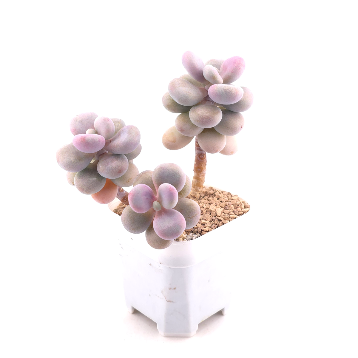 Graptopetalum amethystinum ‘Lavender Pebbles / Pink Moonstone’ | 桃蛋 thumbnail 3