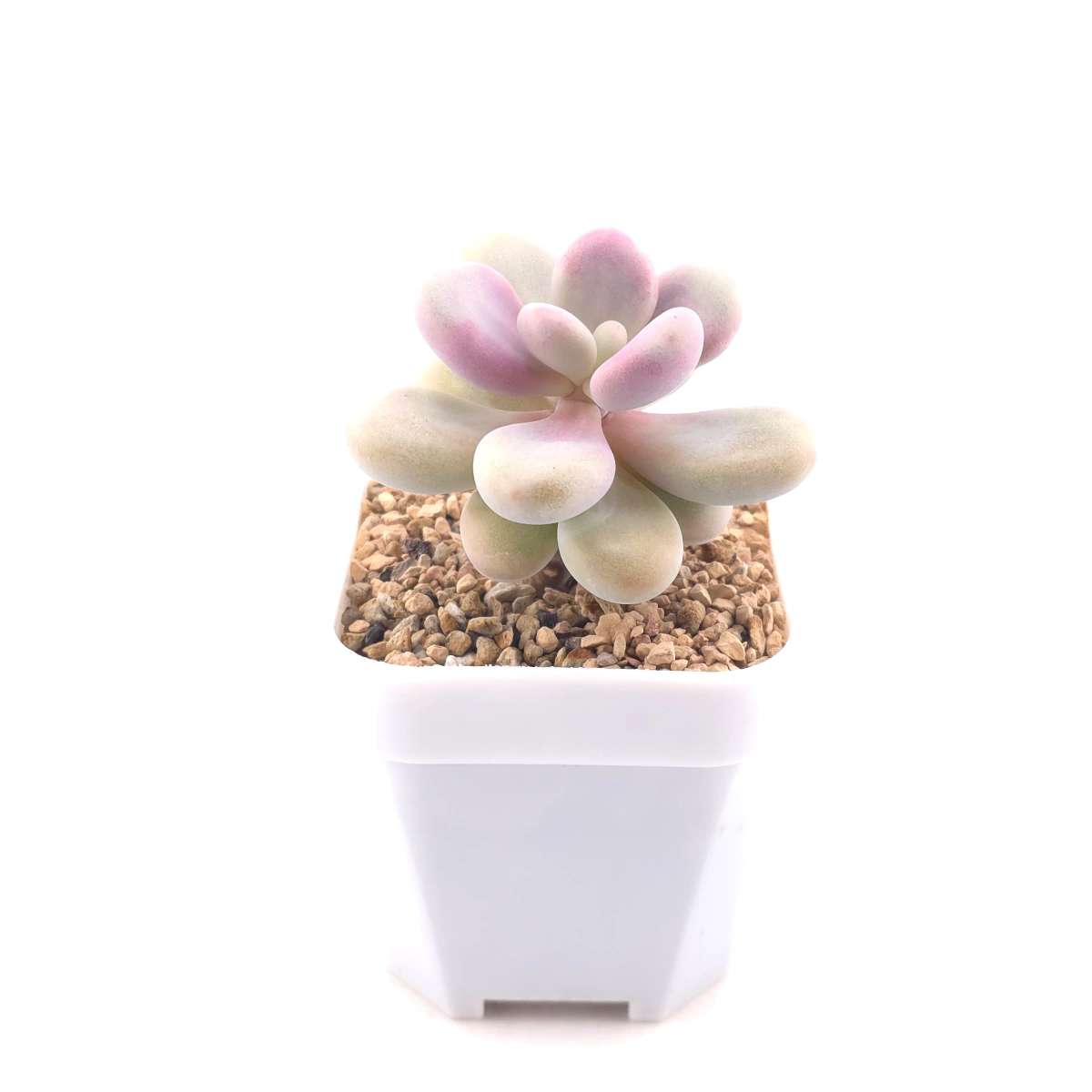 Graptopetalum amethystinum ‘Lavender Pebbles / Pink Moonstone’ | 桃蛋 thumbnail 3