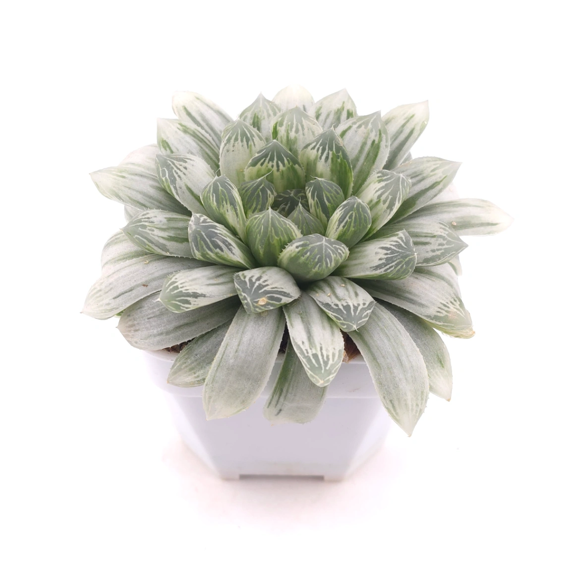 Haworthia cooperi variegated | 白斑玉露錦 thumbnail 2