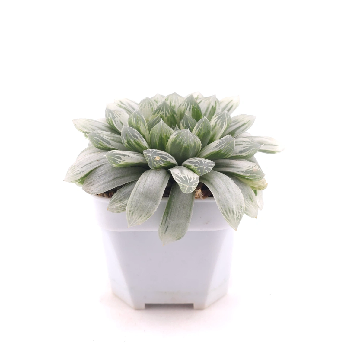 Haworthia cooperi variegated | 白斑玉露錦 thumbnail 3