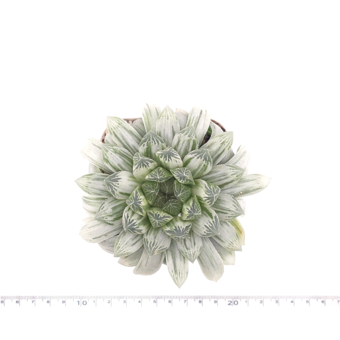 Haworthia cooperi variegated | 白斑玉露錦 thumbnail 4