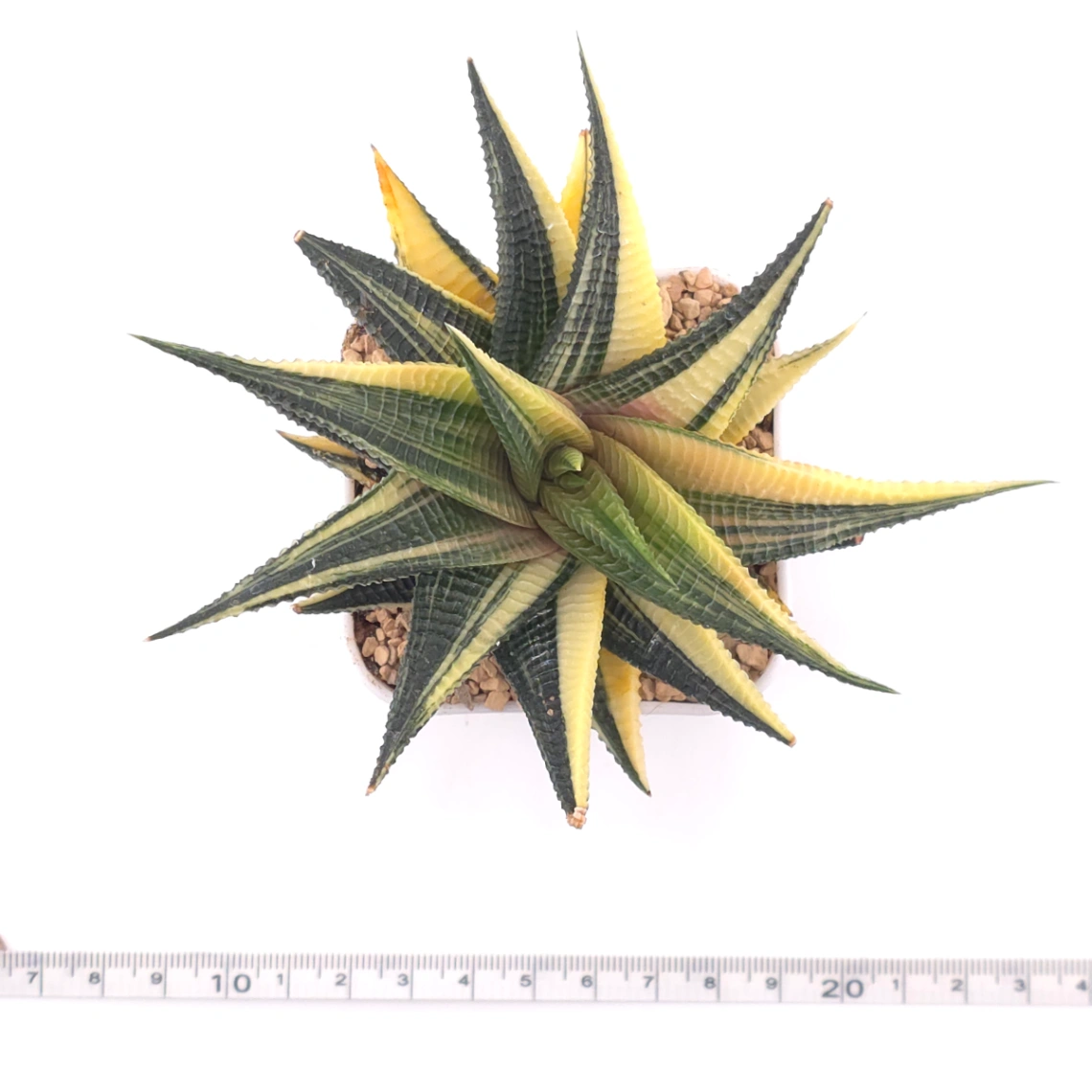 Haworthia limifoli Variegated | 琉璃殿錦 thumbnail 4