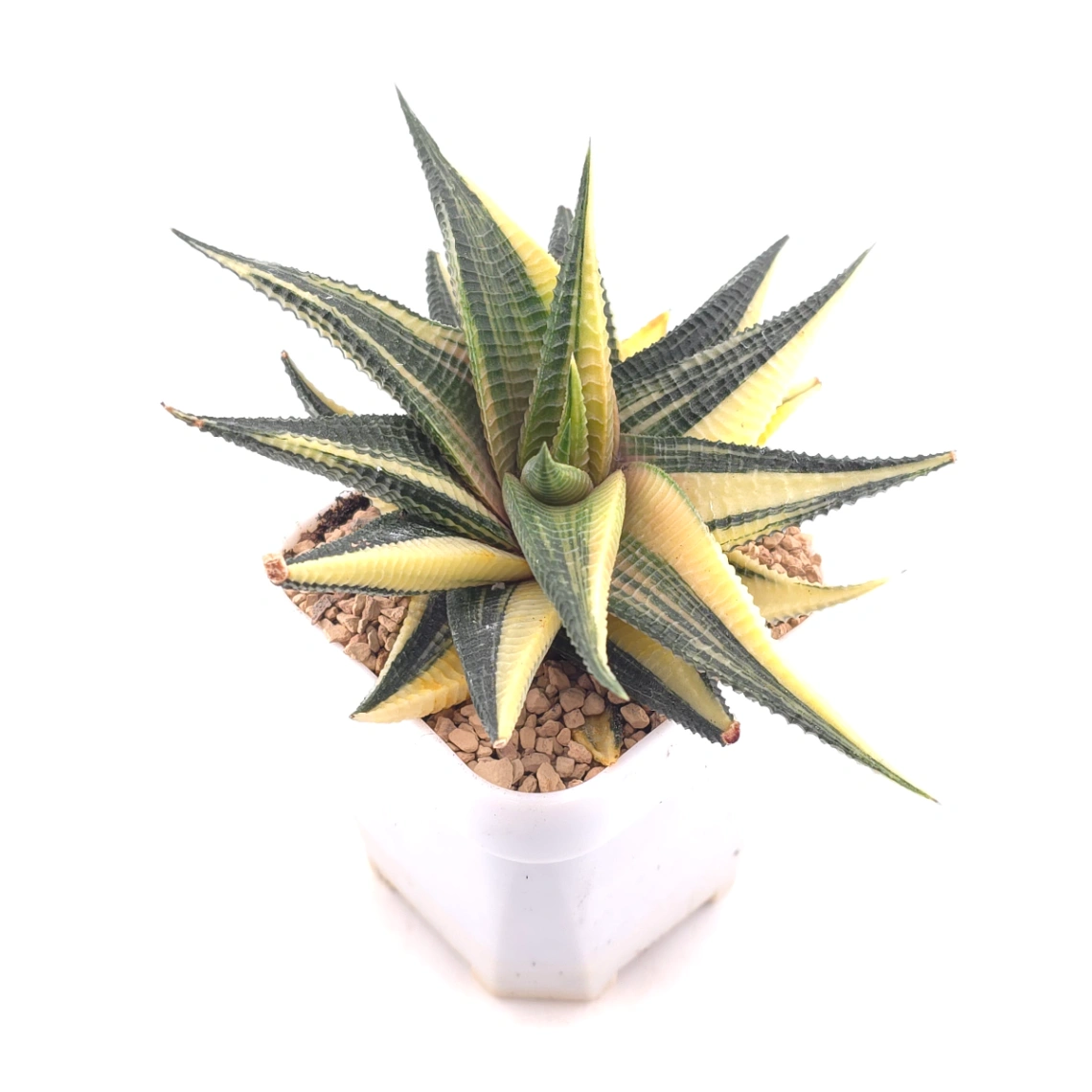 Haworthia limifoli Variegated | 琉璃殿錦 thumbnail 2
