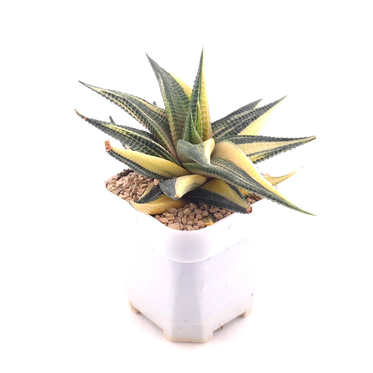 Haworthia limifoli Variegated | 琉璃殿錦 thumbnail 3
