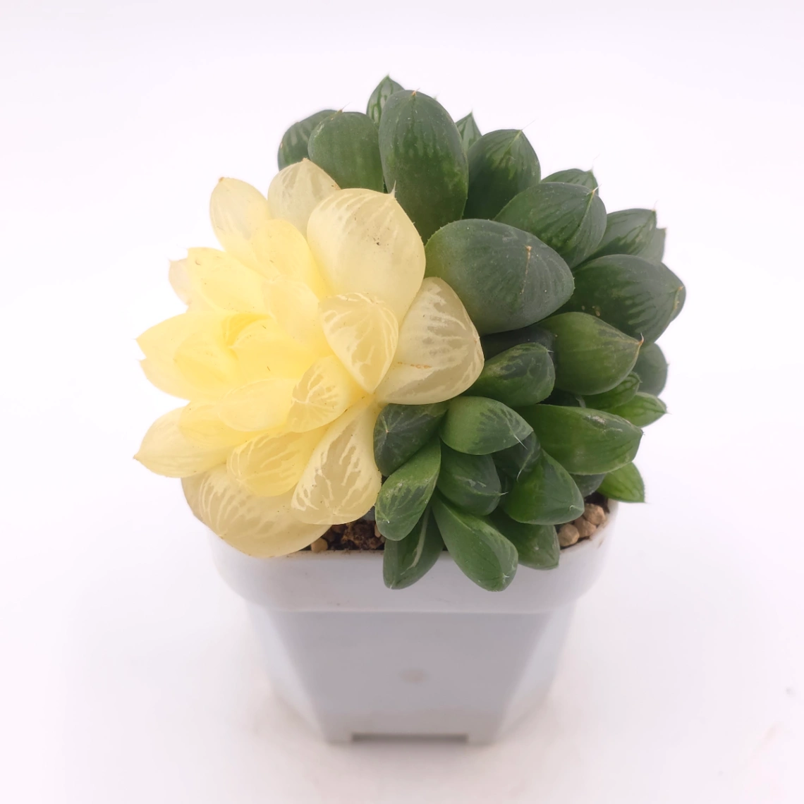 Haworthia Suzhou Variegated | 蘇州玉露錦 thumbnail 2