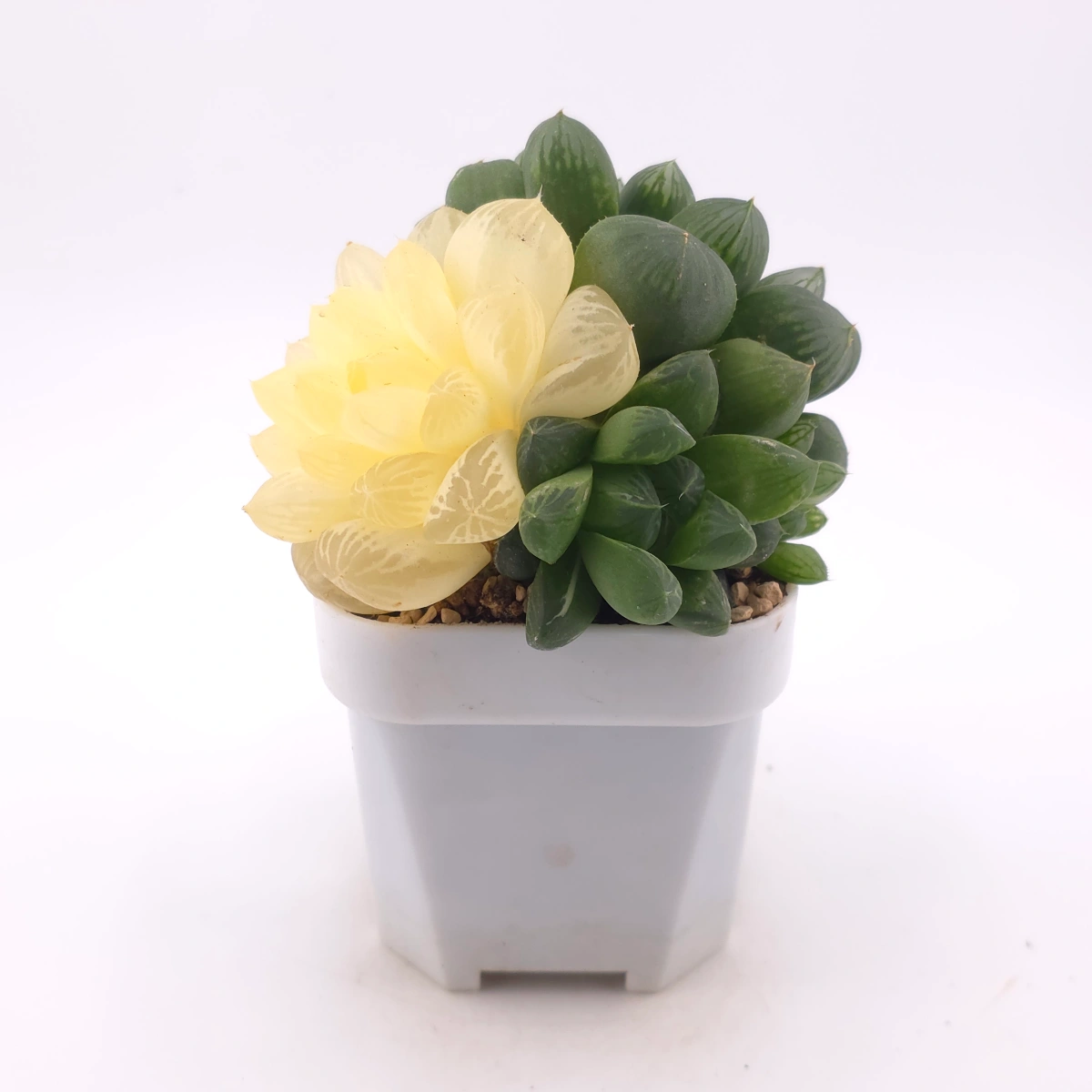 Haworthia Suzhou Variegated | 蘇州玉露錦 thumbnail 3