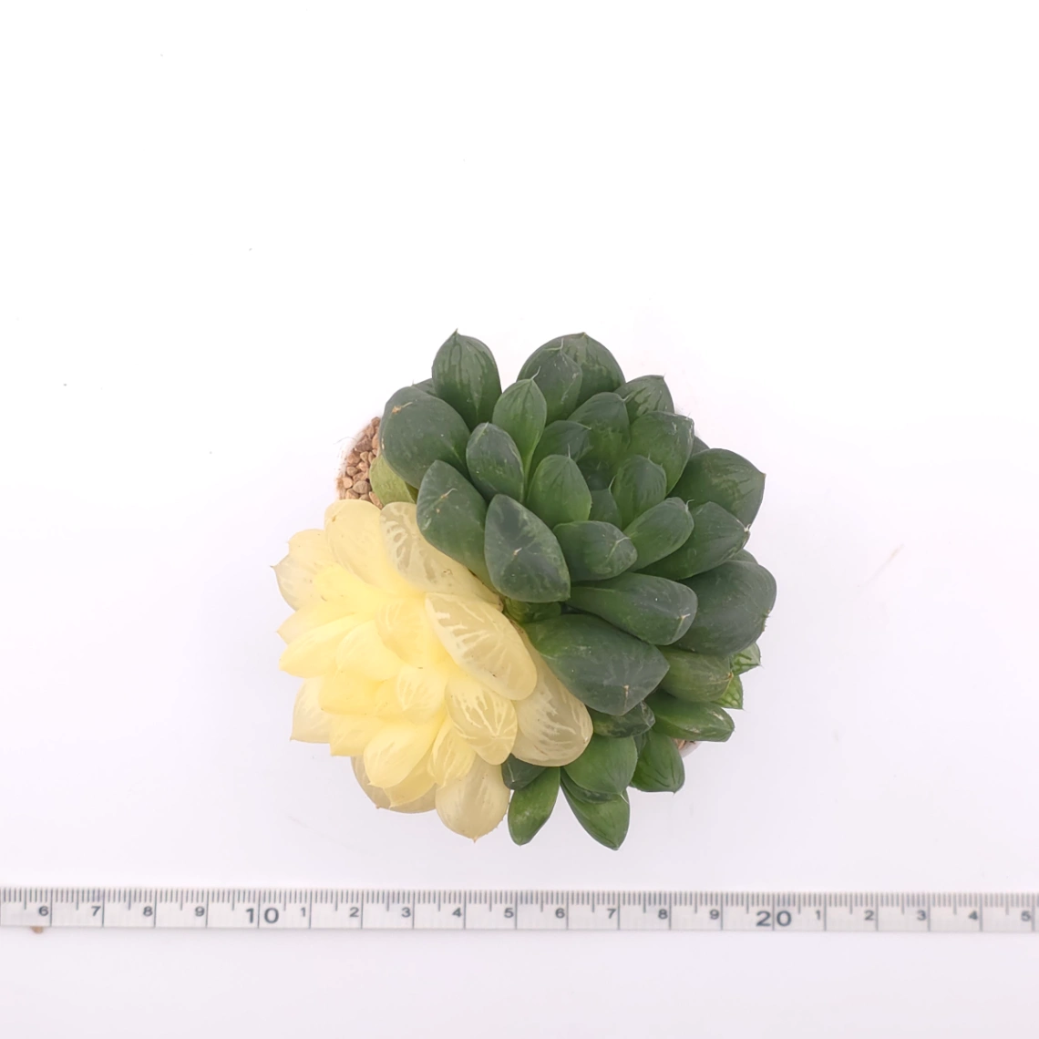 Haworthia Suzhou Variegated | 蘇州玉露錦 thumbnail 4