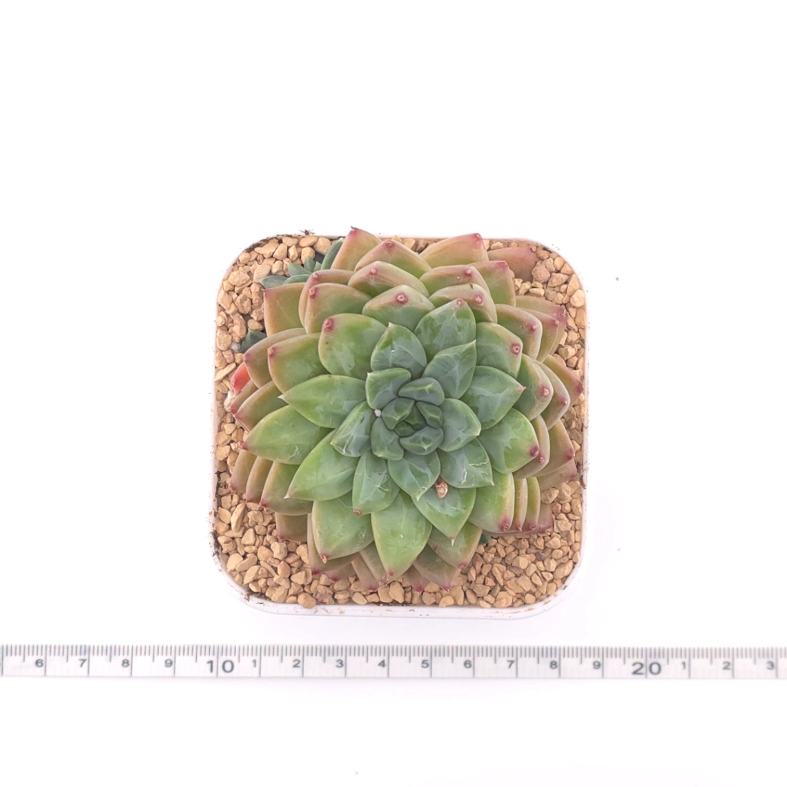 Pachyphytum 'Jasper' | 碧玉 thumbnail 4
