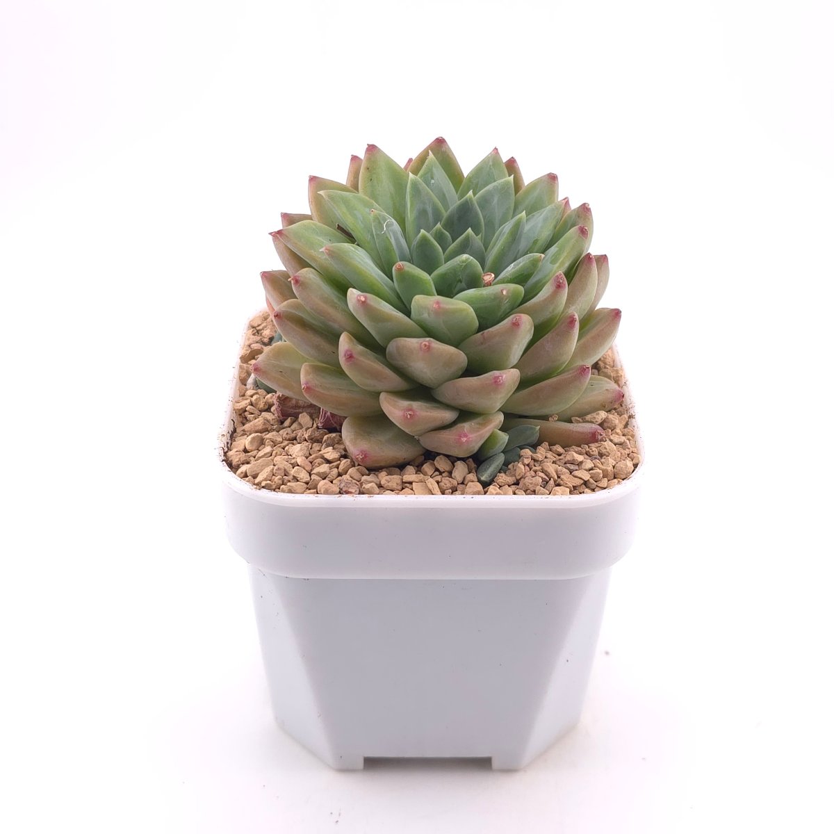 Pachyphytum 'Jasper' | 碧玉 thumbnail 3