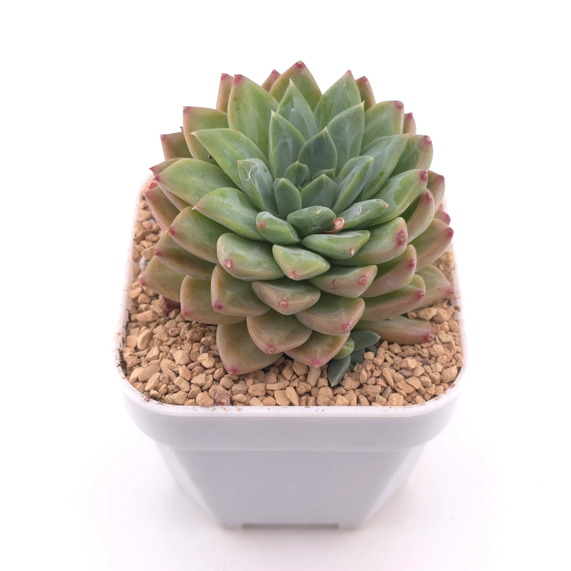 Pachyphytum 'Jasper' | 碧玉 thumbnail 2