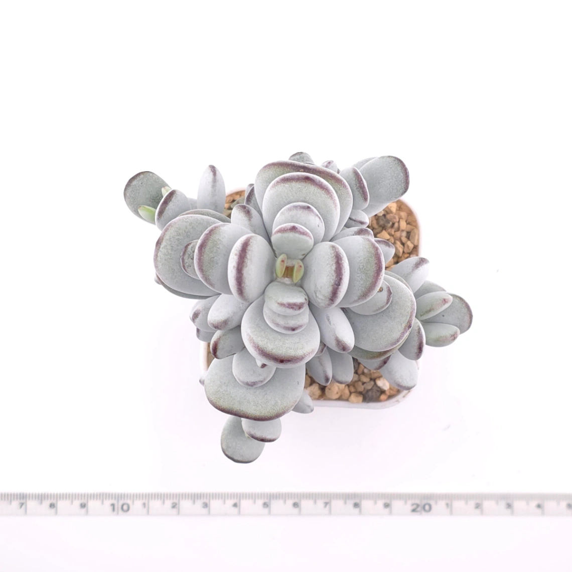 Cotyledon orbiculata | 乒乓福娘 thumbnail 4