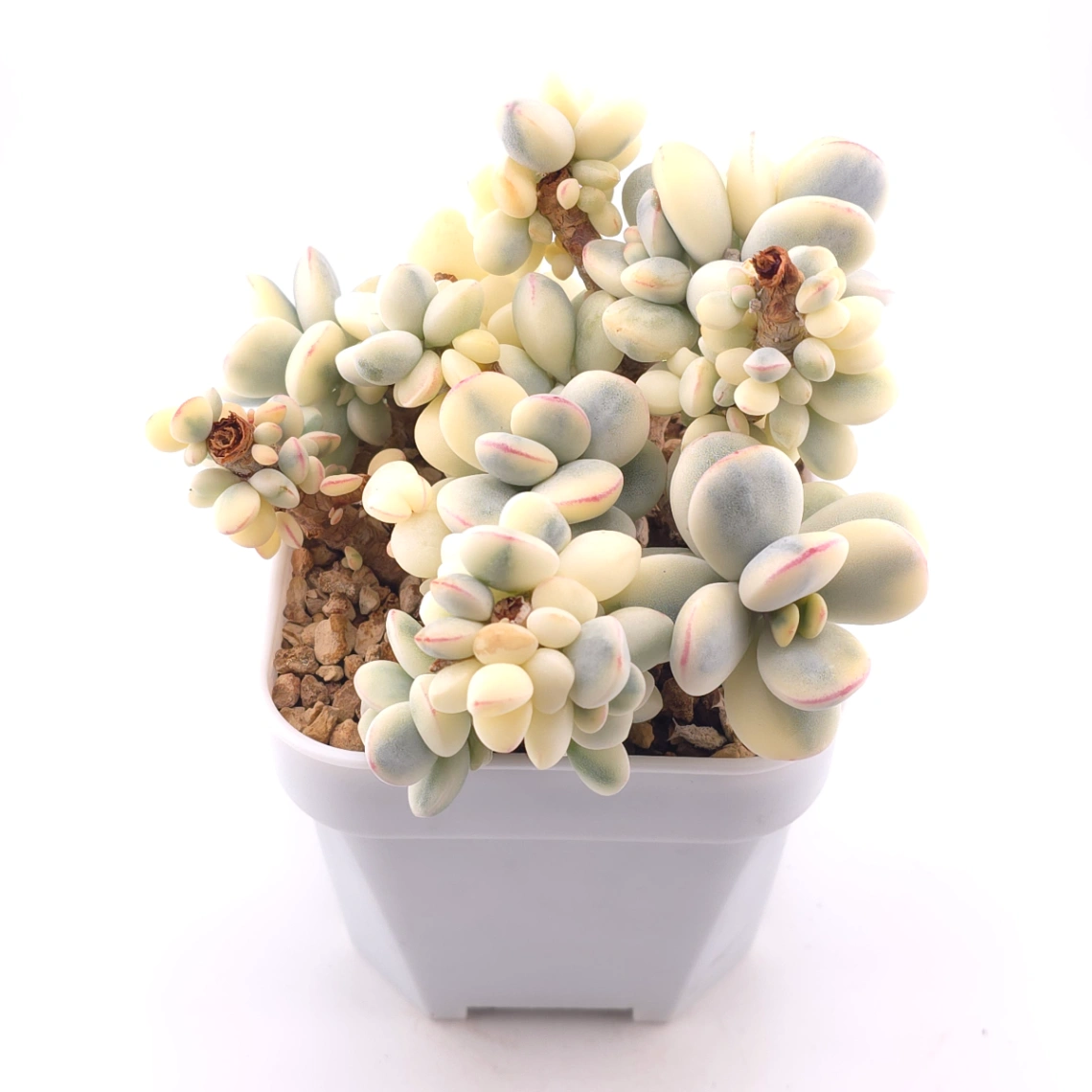 Cotyledon orbiculata cv. variegated (rounded leaf ver.) | 乒乓福娘錦 thumbnail 2
