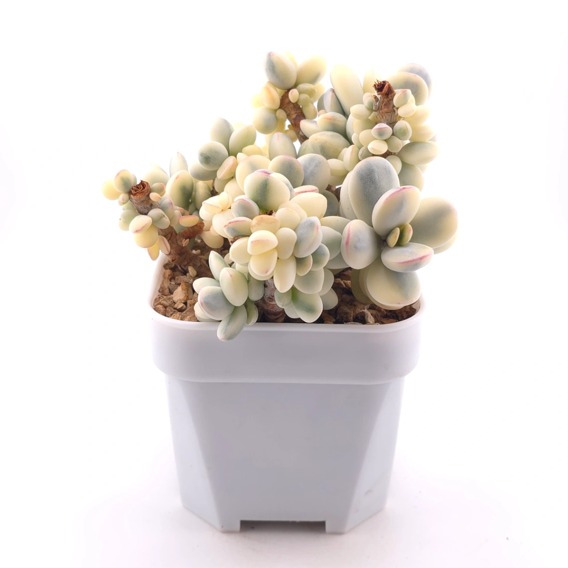 Cotyledon orbiculata cv. variegated (rounded leaf ver.) | 乒乓福娘錦 thumbnail 3