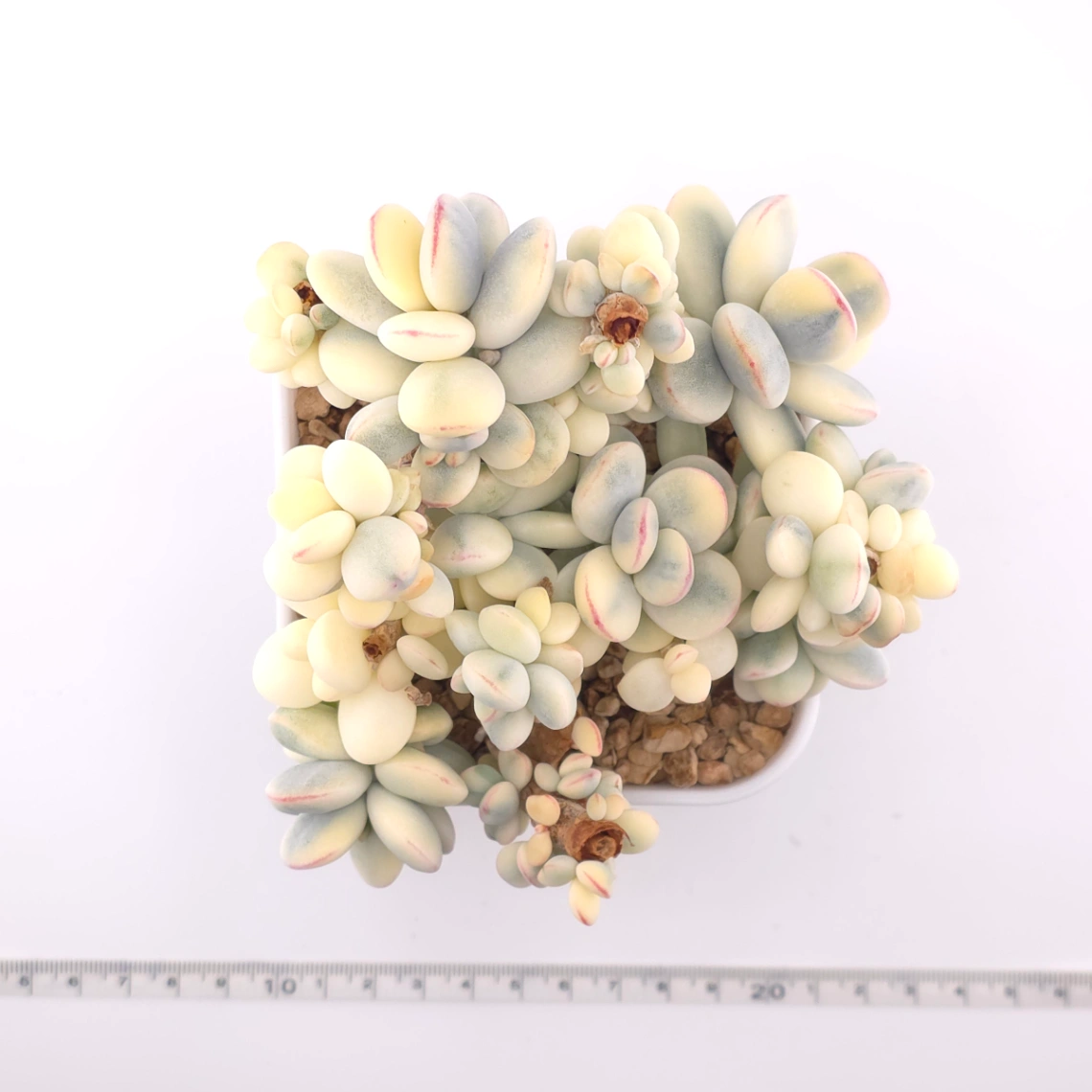 Cotyledon orbiculata cv. variegated (rounded leaf ver.) | 乒乓福娘錦 thumbnail 4