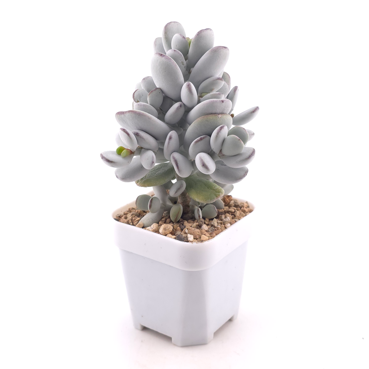 Cotyledon orbiculata | 乒乓福娘 thumbnail 3