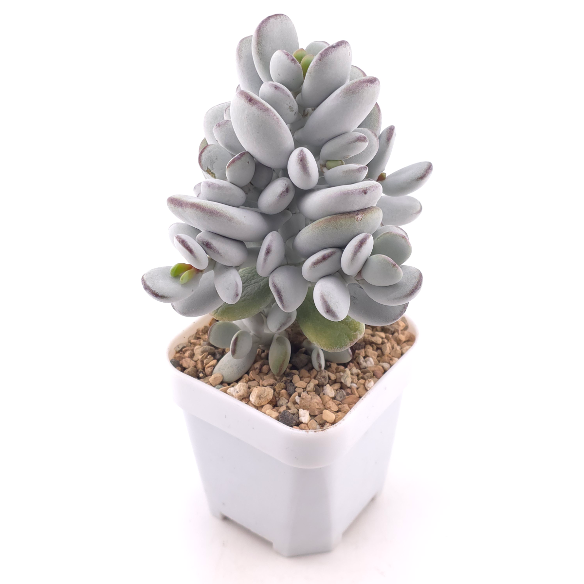 Cotyledon orbiculata | 乒乓福娘 thumbnail 2