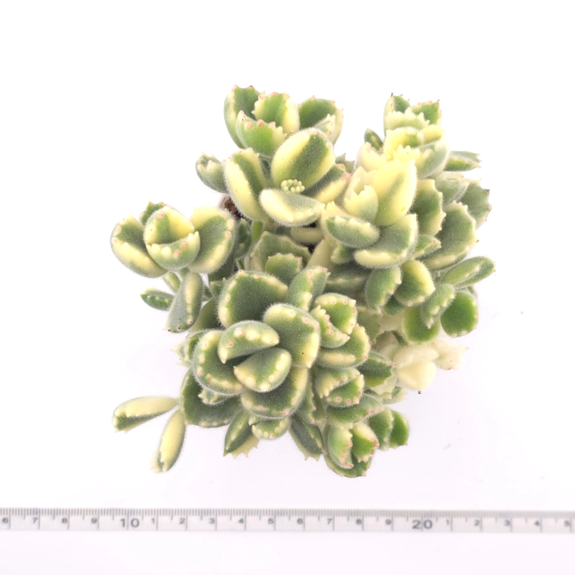 Cotyledon tomentosa ‘Bear’s Paw’ variegated | 白熊 thumbnail 4