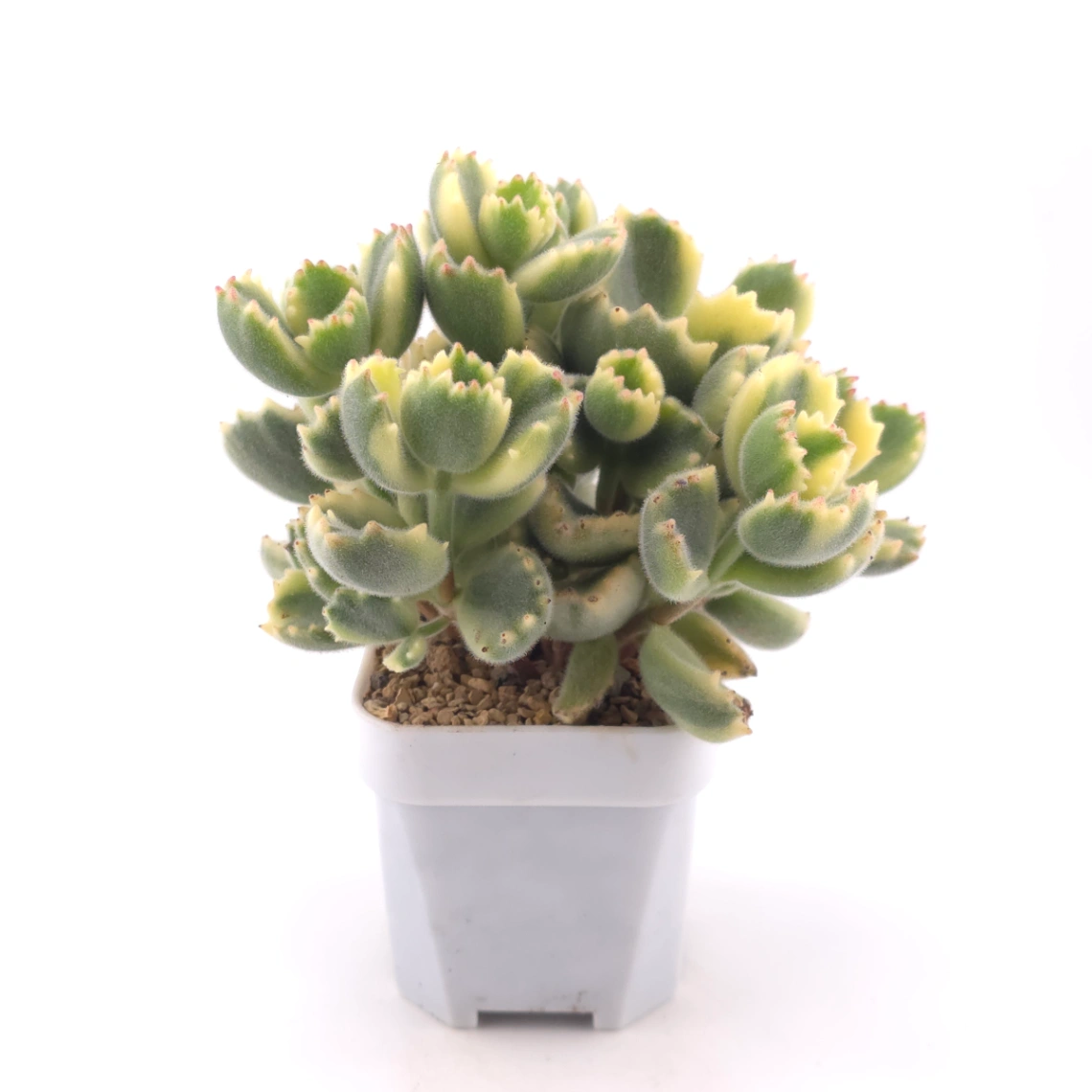 Cotyledon tomentosa ‘Bear’s Paw’ variegated | 白熊 thumbnail 3